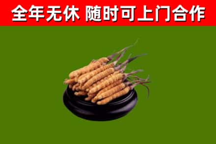 彭泽县回收散虫草