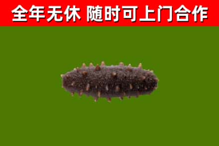 彭泽县回收海参干